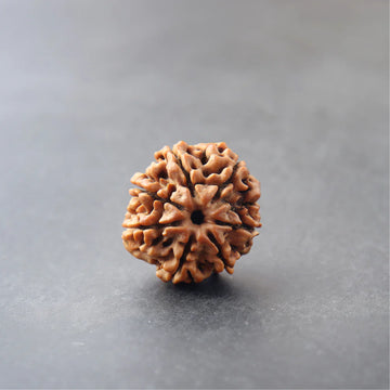 7 Mukhi Rudraksha For Saturn & Goddess Lakshmi
